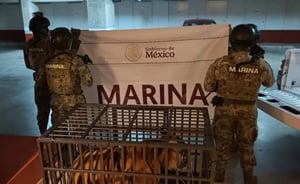 Elementos de la Secretaría de Marina en coordinación con la Fiscalía General de la República Subsede Puerto Vallarta (FGR) y la Agencia de Investigación
