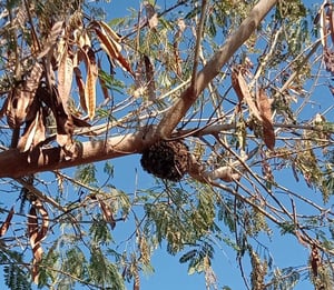 Desde enero, habitantes de la zona han visto colonias de abejas que se detienen temporalmente en árboles y paredes. La recomendación es no molestarlas,
