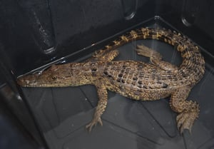 Ramos Arizpe, Coahuila, 20 de febrero de 2026.- Un ejemplar de cocodrilo de pantano (Crocodylus moreletii) fue capturado en la Presa Palo Blanco,