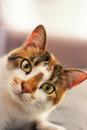 Este viernes se celebra a una de las mascotas más misteriosas y mágicas, con la que millones de personas conviven a diario en el mundo: los gatos.  Conocidos