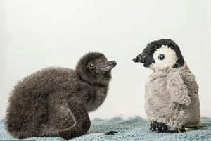 El caso de un mono bebé viral inspiró a cuidadores en Inglaterra a dar un peluche a un pingüino hada recién nacido para acompañarlo.  La historia de Punch,