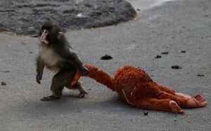 PETA solicitó trasladar al macaco japonés Punch a un santuario, al advertir que su comportamiento refleja trauma por cautiverio y aislamiento.  Punch,