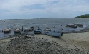 Investigaciones documentan el impacto del CJNG en pesca, aguacate y tráfico de mercurio, afectando economías rurales de México y América Latina.  Impacto