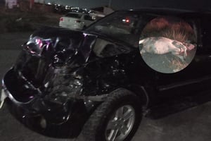 No es la primera vez que animales sueltos provocan accidentes en el bulevar Santa Cecilia.  La problemática del ganado suelto volvió a cobrar factura