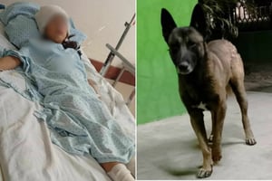 Familia confirma adopción del pastor belga mientras menor permanece hospitalizada en el Amparo Pape de Benavides.  La familia de la niña Grecy confirmó