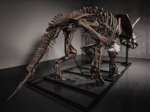 El esqueleto de tricerátops “Trey”, de 666 millones de años y exhibido tres décadas en EE.UU., será subastado por Joopiter por más de US$5 millones.