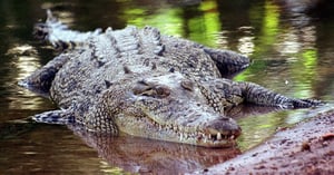 Las intensas inundaciones en el Territorio del Norte provocaron evacuaciones masivas y una alerta oficial por presencia de cocodrilos en zonas