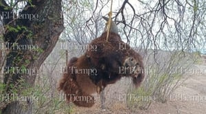 El caso ha despertado diversas especulaciones entre los habitantes de la región.  Habitantes de la región o manifestaron sorpresa e inquietud luego