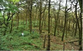En la Sierra Gorda de Querétaro, un programa conjunto entre comunidades locales, gobierno y la organización Grupo Ecológico Sierra Gorda está recuperando