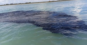 El derrame petrolero en el Golfo de México ha afectado 630 kilómetros de costa, según Greenpeace, que advierte daños persistentes y limpieza insuficiente