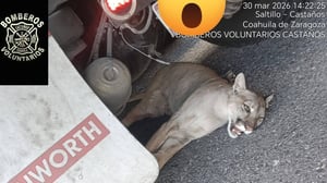 Un puma resultó gravemente herido tras ser atropellado en el tramo La Muralla, donde un trailero evitó que fuera arrollado nuevamente por otros vehículos.