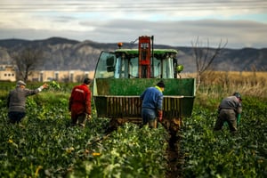 El conflicto en Medio Oriente provocó un aumento en fertilizantes, afectando cultivos y programas agrícolas en México, advierte el Grupo Consultor de Mercados