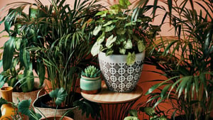 Incorporar plantas en el hogar va mucho más allá de lo decorativo. Muchas especies aportan beneficios que favorecen el bienestar diario, ya sea mejorando