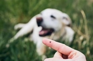 Con el aumento de temperaturas, expertos alertan sobre la proliferación de garrapatas en Sabinas, Coahuila, y ofrecen recomendaciones para proteger mascotas