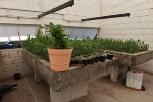 Se indicó que esta iniciativa busca promover la plantación de árboles.   Torreón, Coahuila. A 2 de abril de 2026.- La Administración Municipal, a través