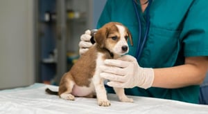 Identificar el dolor en los perros no siempre es evidente. A veces, aunque no giman, cojeen o se quejen, los perros pueden estar sufriendo.  Cuando el dolor