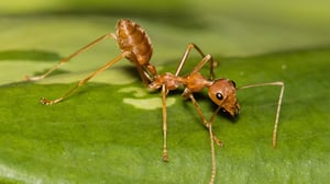Las selvas tropicales del norte de Australia son el hogar de sorprendentes colonias de hormigas que, en lugar de vivir bajo tierra, habitan en las copas