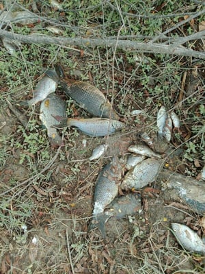Autoridades ambientales iniciaron una investigación tras recibir reportes de una mortandad masiva de peces en el río Sabinas, un hecho que generó alarma entre