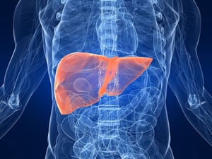 El hígado funciona como el principal centro metabólico del organismo, encargado de procesar nutrientes, filtrar sustancias potencialmente tóxicas y mantener