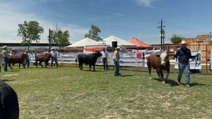 Del 16 al 20 de abril, Múzquiz será sede de la Expoasis Ganadera 2026 con cabalgata, subasta, rodeo, música en vivo y actividades que impulsan la tradición