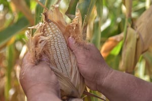 Cosechas récord de maíz, trigo y soya generan sobreoferta global, provocando caída de precios y presión económica para productores, especialmente en países