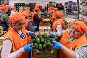 El consumo de aguacate en Estados Unidos crece impulsado por el fútbol universitario y el Cinco de Mayo, elevando importaciones récord desde México en 2025-26.