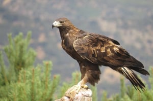 Autoridades ambientales confirmaron un nuevo territorio de anidación del águila real en Ocampo, Coahuila, tras reportes comunitarios y verificación