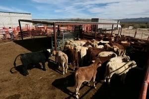 A raíz de la confirmación de un caso de gusano barrenador del ganado en el estado de Zacatecas, autoridades de Coahuila reforzaron las acciones de prevención