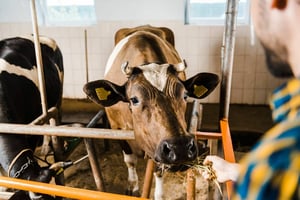 Ganaderos de Sonora enfrentan crisis por cierre fronterizo con Estados Unidos y sequía, mientras impulsan la engorda bovina como alternativa de supervivencia