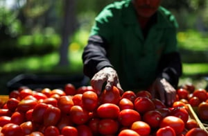 El precio del jitomate registra un fuerte incremento en el último mes, afectando consumidores, con alzas significativas entre productores, intermediarios