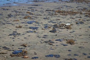 Organizaciones civiles exigieron a Pemex transparentar el derrame en el Golfo de México y asumir la reparación integral por daños ambientales en varios