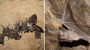 La Conanp informó que la población del murciélago orejón mexicano en Puebla creció notablemente tras casi nueve años de monitoreo, restauración ambiental