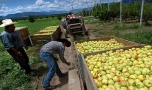 El doble tributo que se paga en México, al fisco y al crimen organizado, impide alcanzar la autosuficiencia alimentaria.  El esquema de “doble tributo”,