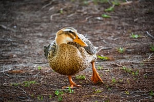 Monclova, Coah.- La presencia de patos en distintos puntos de la ciudad ha llamado la atención en los últimos días; sin embargo, imágenes recientes permitieron