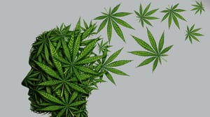 El cannabis es una planta que contiene principalmente THC y CBD, y se utiliza tanto con fines recreativos como terapéuticos.  Investigadores de Estados Unidos