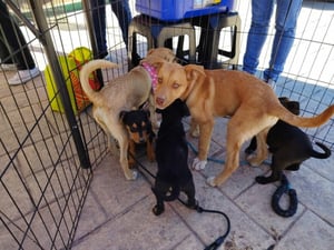 Diversas agrupaciones protectoras de Saltillo unieron esfuerzos para realizar un mega evento cuyo objetivo es recaudar la mayor cantidad posible de recursos