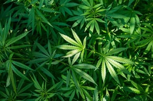 Estados Unidos reclasifica la marihuana a una categoría menos restrictiva, reconociendo su valor terapéutico y facilitando investigación científica