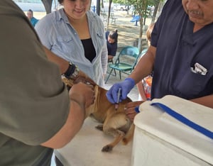 La primera Brigada de Salud Animal en tu Colonia se realizó en la colonia Primero de Mayo.  El Centro de Bienestar Animal de Monclova trabajó en la atención