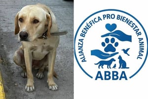 Abogado advierte que delitos contra animales ya son castigados con cárcel en Coahuila actualmente.  El reciente caso de la perrita “Bonita”, presuntamente