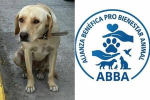 Abogado advierte que delitos contra animales ya son castigados con cárcel en Coahuila actualmente.  El reciente caso de la perrita “Bonita”, presuntamente