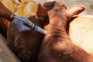 Productores y autoridades intensifican acciones sanitarias tras detectar primer caso en Castaños, Coahuila.  Luego de confirmarse el primer caso de gusano