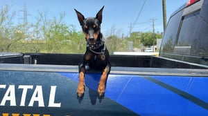 Con apenas ocho meses, una valiente canina apoya labores policiales y conquista corazones ciudadanos  A sus apenas ocho meses de edad, Andara ya se perfila