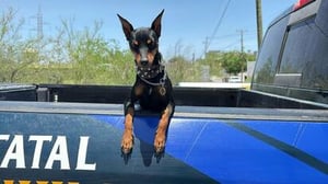 Con apenas ocho meses, una valiente canina apoya labores policiales y conquista corazones ciudadanos  A sus apenas ocho meses de edad, Andara ya se perfila