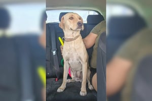 Perrita permanece bajo resguardo mientras se analiza si podrá integrarse a una familia segura  La posibilidad de que la perrita “Bonita” sea puesta en adopción