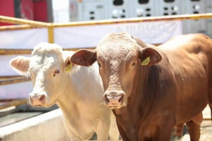 Autoridades de San Juan de Sabinas alertan a productores ganaderos sobre el gusano barrenador, exhortando vigilancia constante, aislamiento inmediato y reporte