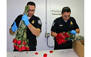 En vísperas del Día de las Madres, el flujo de flores hacia Estados Unidos registra un incremento significativo, lo que ha derivado en un reforzamiento