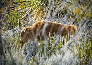 Las primeras tres crías de bisonte americano nacieron en Cuatro Ciénegas tras el regreso histórico de la especie a Coahuila después de décadas de ausencia.