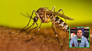 Las lluvias recientes y el calor extremo elevaron la presencia de mosquitos en municipios de la Región Carbonífera, donde Salud mantiene acciones preventivas
