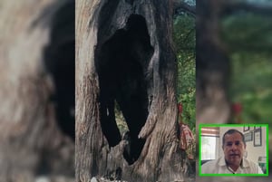 Un incendio forestal presuntamente provocado destruyó un Sabino centenario en Sabinas, generando alerta ambiental y llamados urgentes para evitar quemas