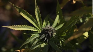 El consumo combinado de cannabis y tabaco podría incrementar de manera importante el riesgo de desarrollar trastornos psicóticos, especialmente en personas